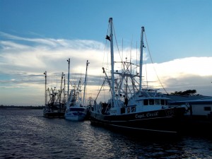 sharing the harbor with shrimp boats