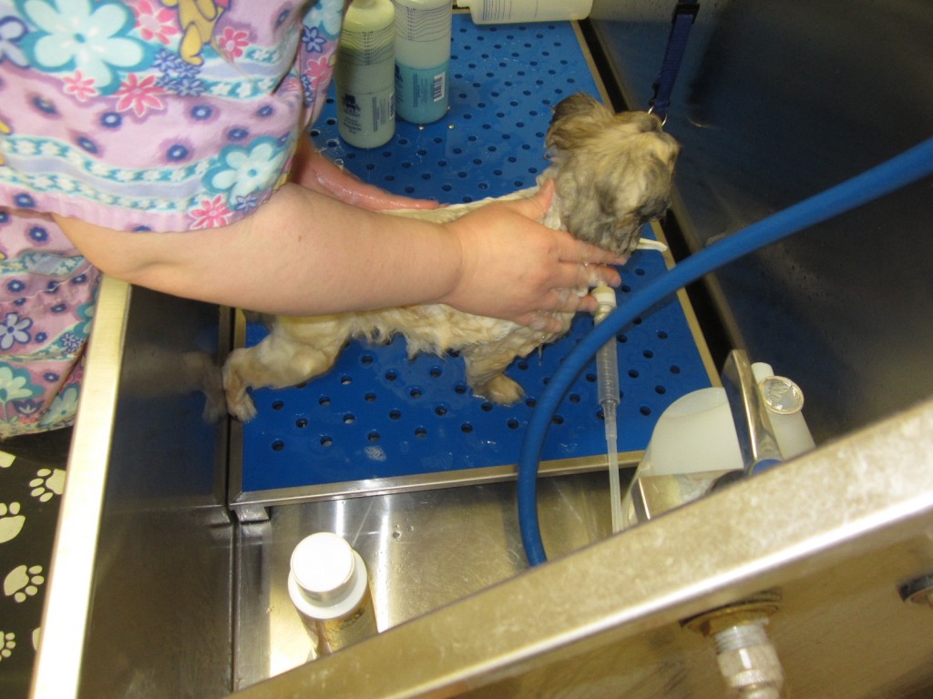 Zoey gets a massage bath