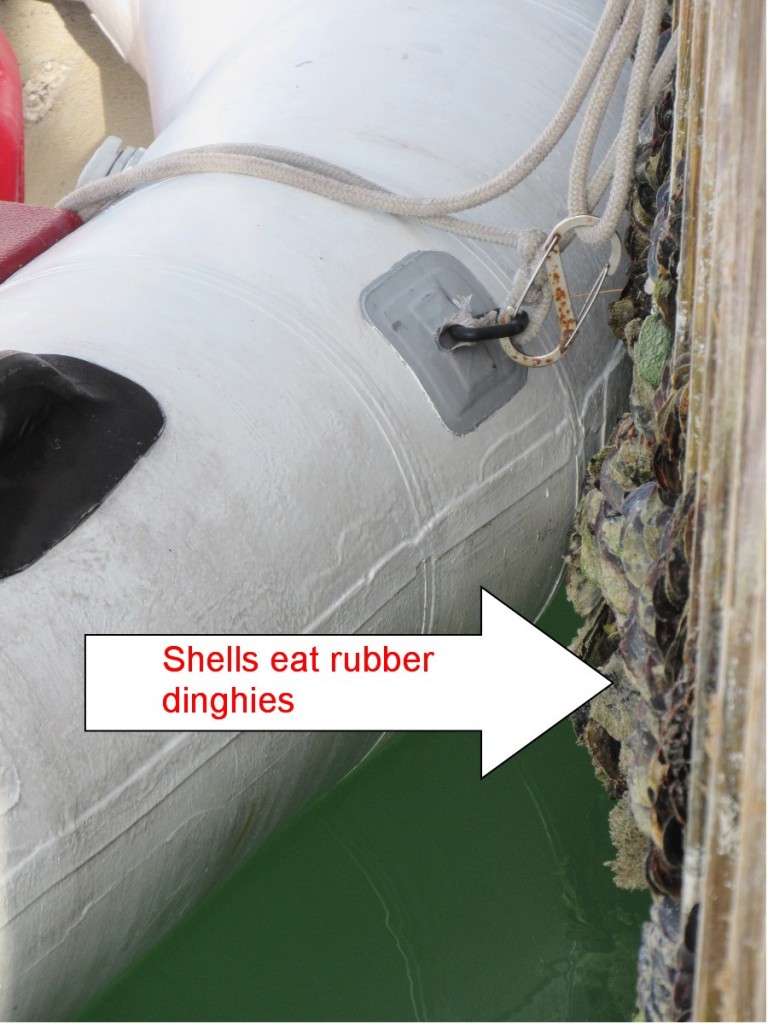 Oyster shells, and the like, can cut the rubber tubes