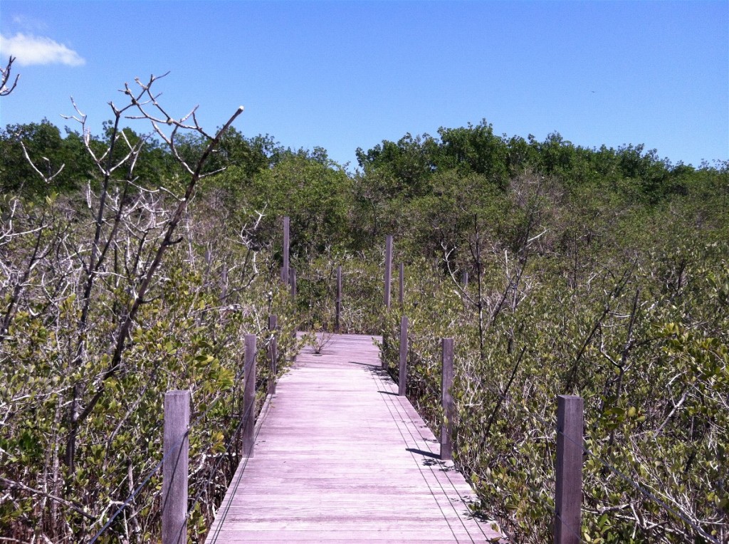 27 mangrove trail