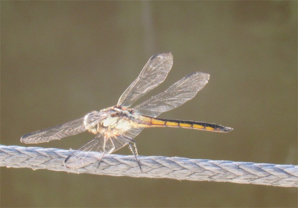 108 dragonfly 1846