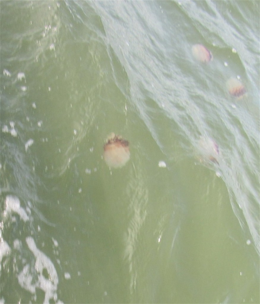Parris Island Jelly Fish