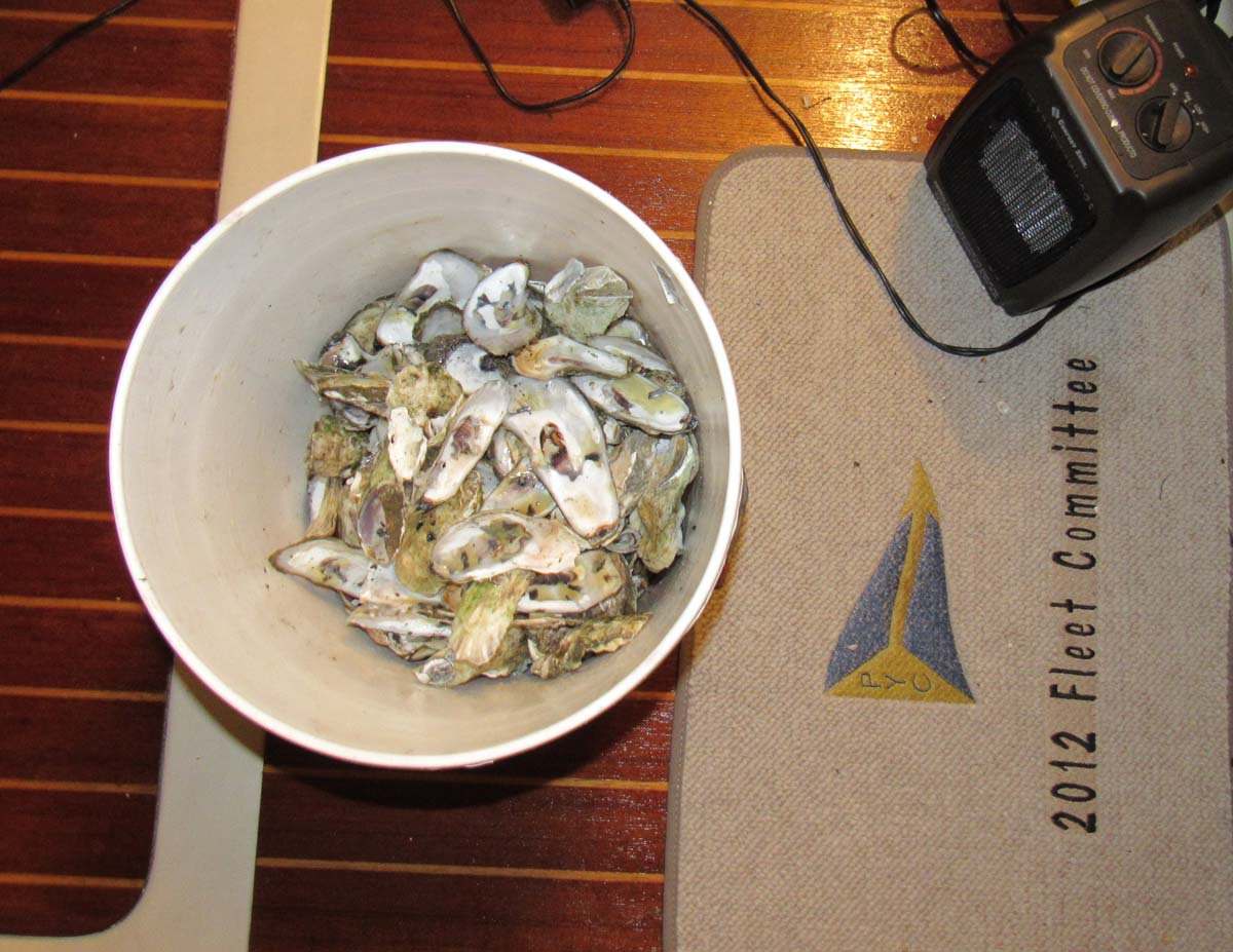 Shucked oyster were dropped into the bucket.  The shells will be returned to the water.