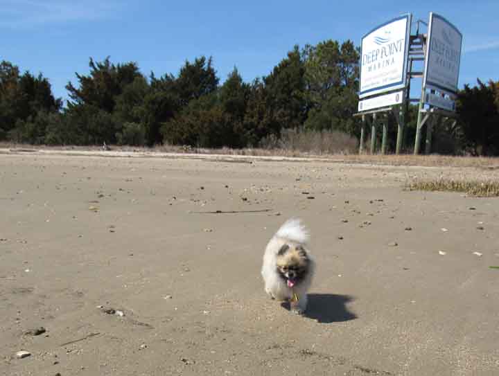 Zoey left the trail and ran towards the beach