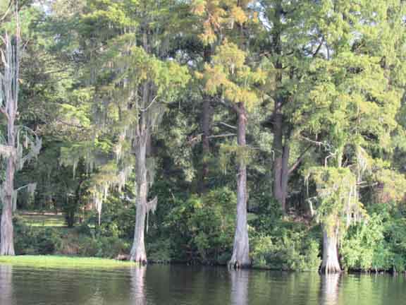 The Croatan National Forest is close by. Bog grass and Cypress trees can also be seen on the Trent River tour.